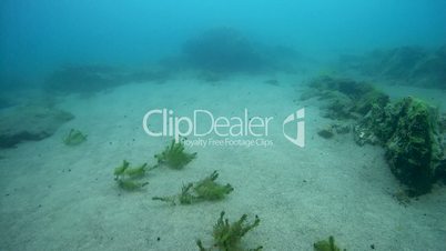 Underwater rocks overgrown Baikal sponges, Demosponge (Lubomirskia baicalensis), Siberia, the Russian Federation, Eurasia