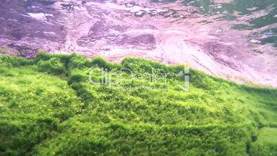 Rocky bottom overgrown with algae, Siberia, the Russian Federation, Eurasia