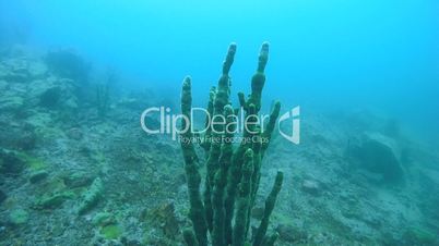 Underwater rocks overgrown Baikal sponges, Demosponge (Lubomirskia baicalensis), Siberia, the Russian Federation, Eurasia