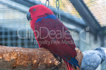 Papagei mit einem rot und blauen Gefieder.