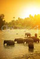 Elephants and bright sunrise