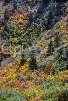 Autumn Forest