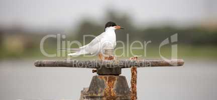 Forster's tern - Sterna forsteri