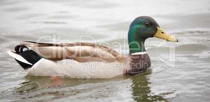 Mallard or wild duck - Anas platyrhynchos, adult male