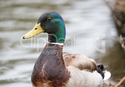 Mallard or wild duck - Anas platyrhynchos, adult male