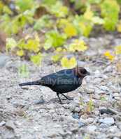 Brown-headed Cowbird - Molothrus ater, adult male