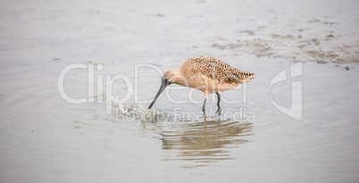 Long-billed Dowitcher - Limnodromus scolopaceus