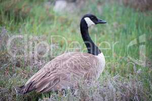 Canada Goose - Branta canadensis