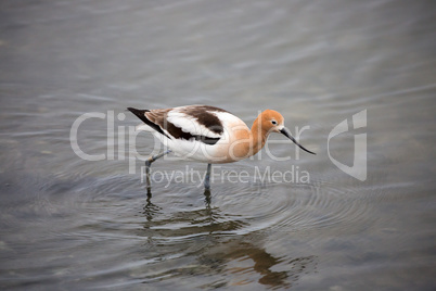 American Avocet - Recurvirostra americana