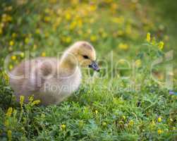 Canada Goose - Branta Canadensis, gosling