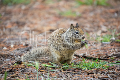 California Ground Squirrel, Otospermophilus beecheyi, camouflaged