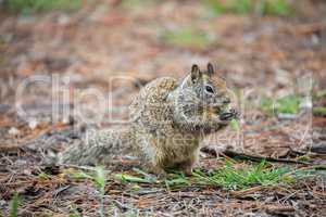 California Ground Squirrel, Otospermophilus beecheyi, camouflaged