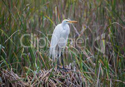 Great Egret - Ardea alba