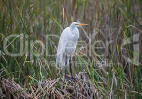 Great Egret - Ardea alba