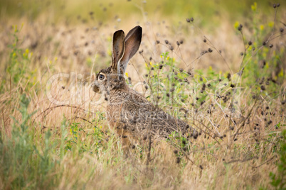 black-tailed jackrabbit (Lepus californicus) - American desert hare, camouflaged