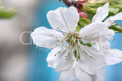 Blossoming branch cherry