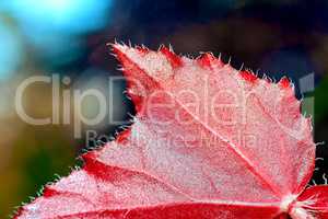 Red shiny leaf