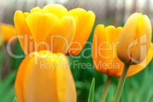 Several yellow tulips