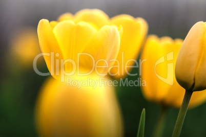 Several yellow tulips