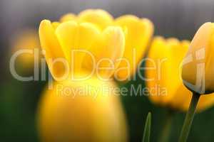 Several yellow tulips