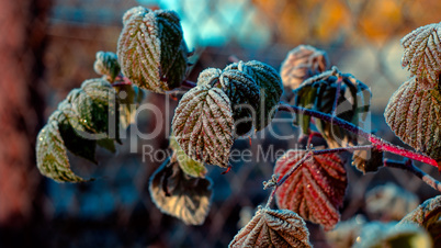 Autumn frosts in the morning