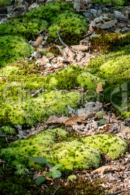 Green moss