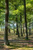 Green oak forest