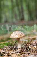 Edible Blusher fungi (Amanita rubescens)