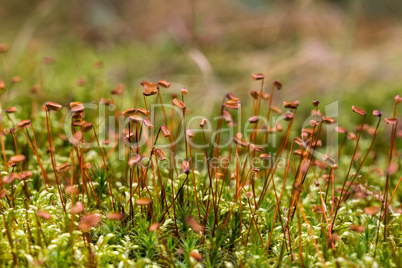 Close up of beautiful moss,Heath Pearlwort (Sagina subulata)
