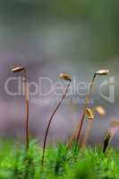 Close up of beautiful moss,Heath Pearlwort (Sagina subulata)