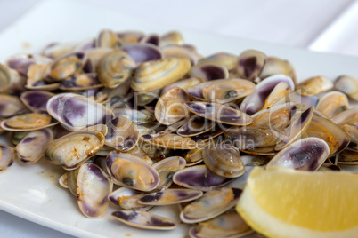 Typical Spanish shellfood