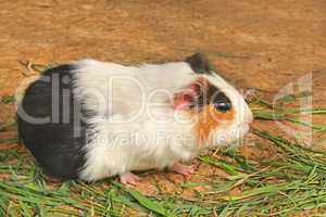 Mature guinea pig eating green grass