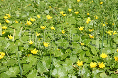 Flowering plants of lesser celandine