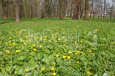 Flowers of lesser celandine in park