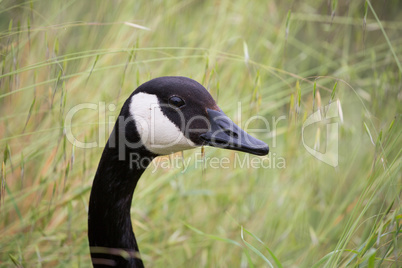 Canada Goose - Branta Canadensis, head-shot