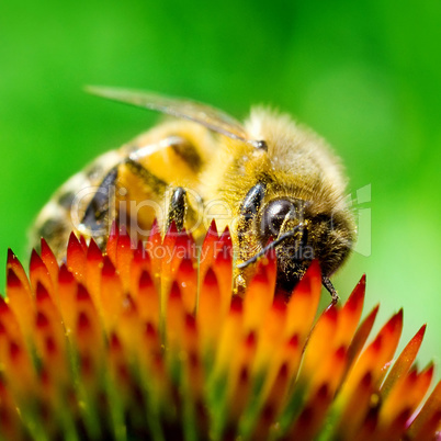 Bee on Echinacea flower.