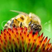 Bee on Echinacea flower.