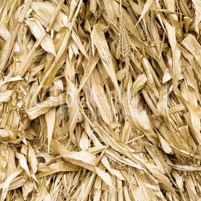 Dead leafs corn closeup background.