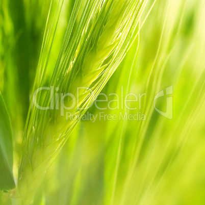 Green wheat ear.