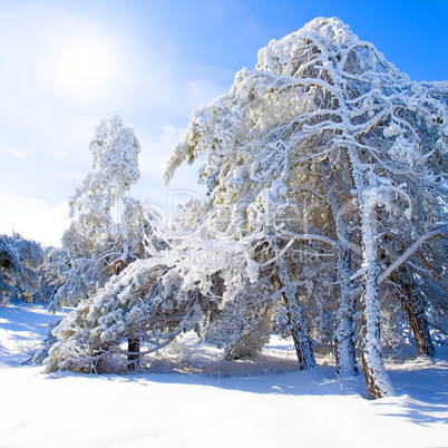 Snow-covered pine trees, blue sky and sun.
