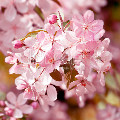 Blooming tree. Closeup shot.