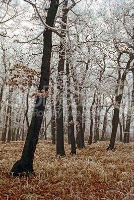 Forest in winter