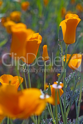 California Poppy