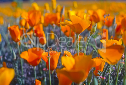 California Poppy