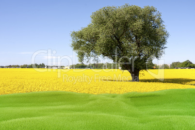 Green area with rape field and tree