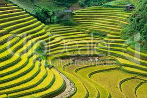 Rice Terraces