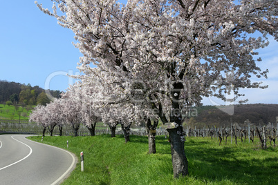 Mandelblüte in der Südpfalz