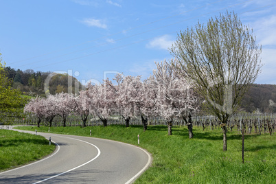 Mandelblüte in der Südpfalz