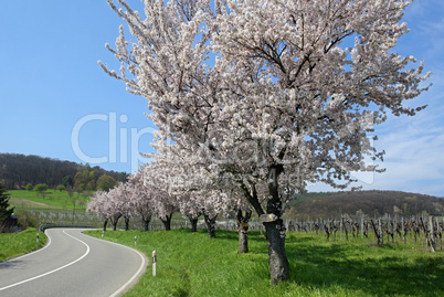 Mandelblüte in der Südpfalz