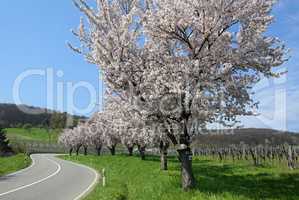 Mandelblüte in der Südpfalz